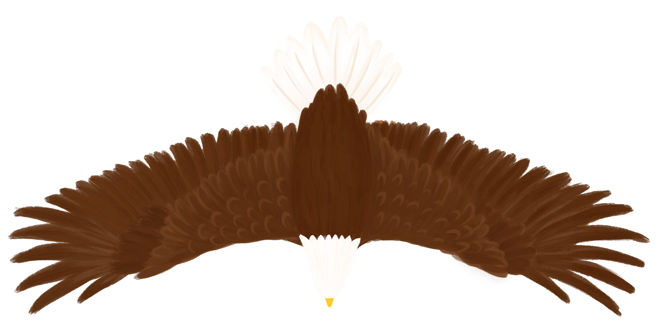 Bald Eagle flying over as soon from the top down